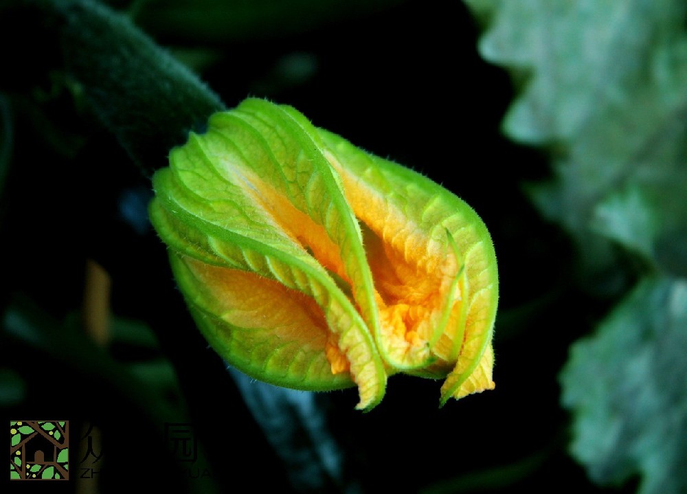 蘇州綠植花卉租擺公司：為你的空間帶來自然的生機(jī)與美感